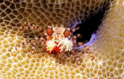 A beautiful crab. Take in Manado Tua .
Nikon D 100 , 60 ... by Marchione Giacomo 