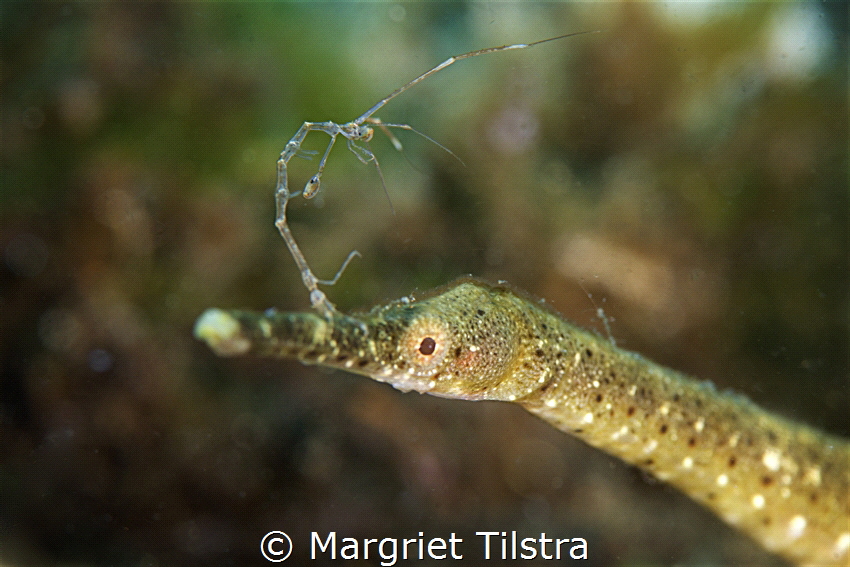 Pipefish with skeleton shrimp
Nikon D750, Nikkor 105mm, ... by Margriet Tilstra 