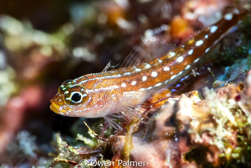 I found this spectacular red & white spotted pygmy goby w... by Owen Palmer 