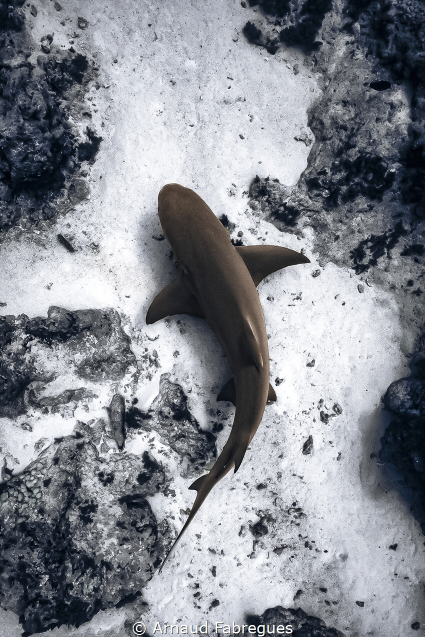 Lemon sharks in the pass by Arnaud Fabregues 
