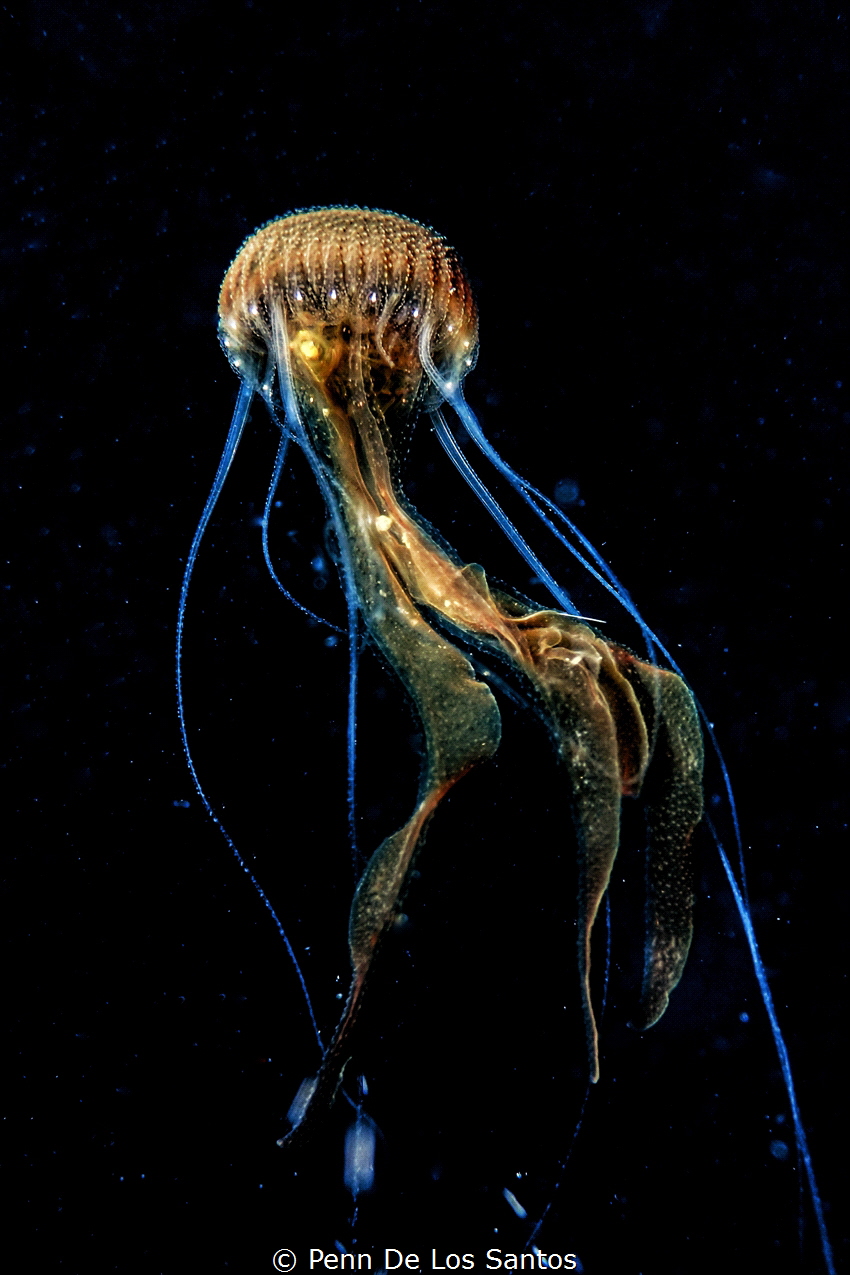 Took this shot of a jellyfish while diving in Legazpi, Al... by Penn De Los Santos 