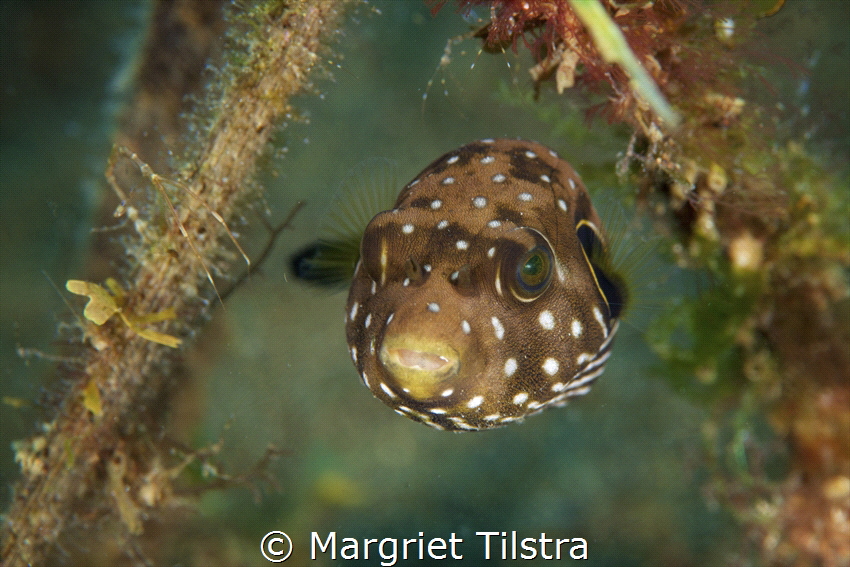 Cute baby pufferfish
Nikon D750, Nikkor 105mm, ISO 100, ... by Margriet Tilstra 