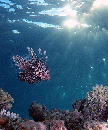 Lionfish taken late afternoon in Sharksbay with E300. by Nikki Van Veelen 