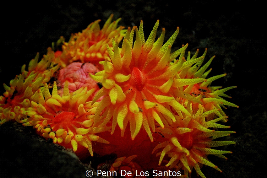 Yellow tubastrea cup corals in bloom. by Penn De Los Santos 