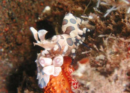 Harlequin shrimp taken at Seraya, Bali by Siew Ling Chang 