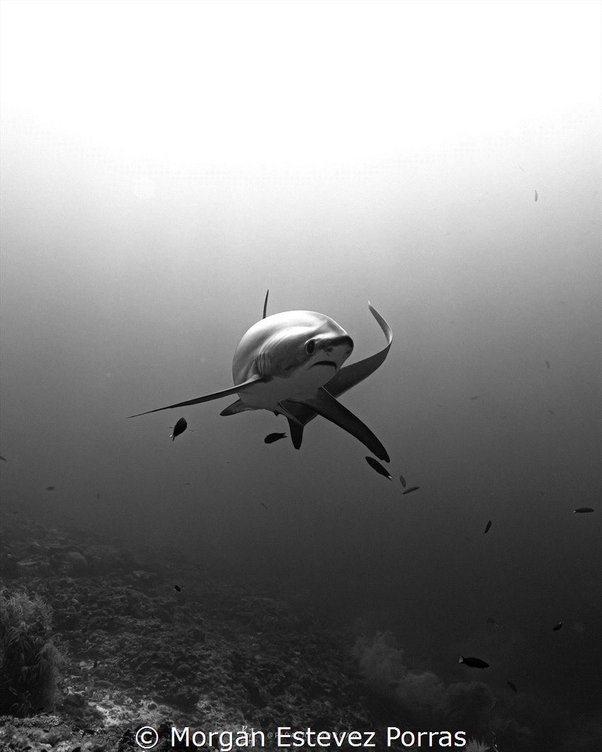 Check out this epic shot I snagged of a Thresher Shark in... by Morgan Estevez Porras 