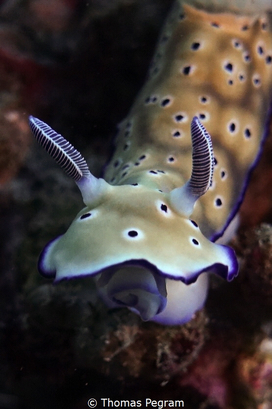 Hypselodoris tyroni, Sony RX100m3 with +8 diopter, F3.5, ... by Thomas Pegram 