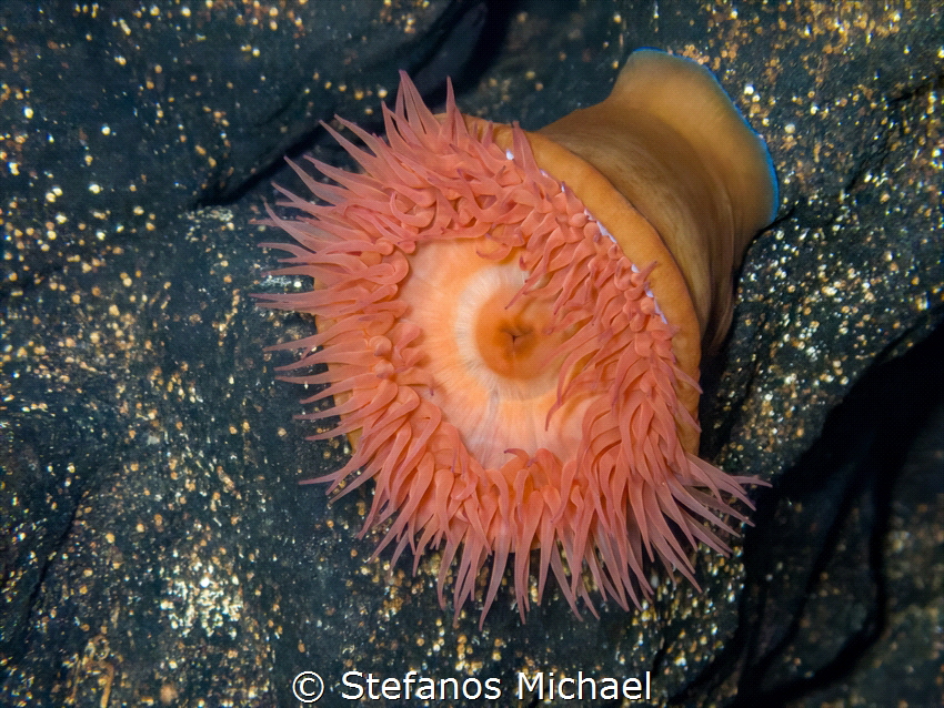 Beadlet anemone - Actinia equina by Stefanos Michael 