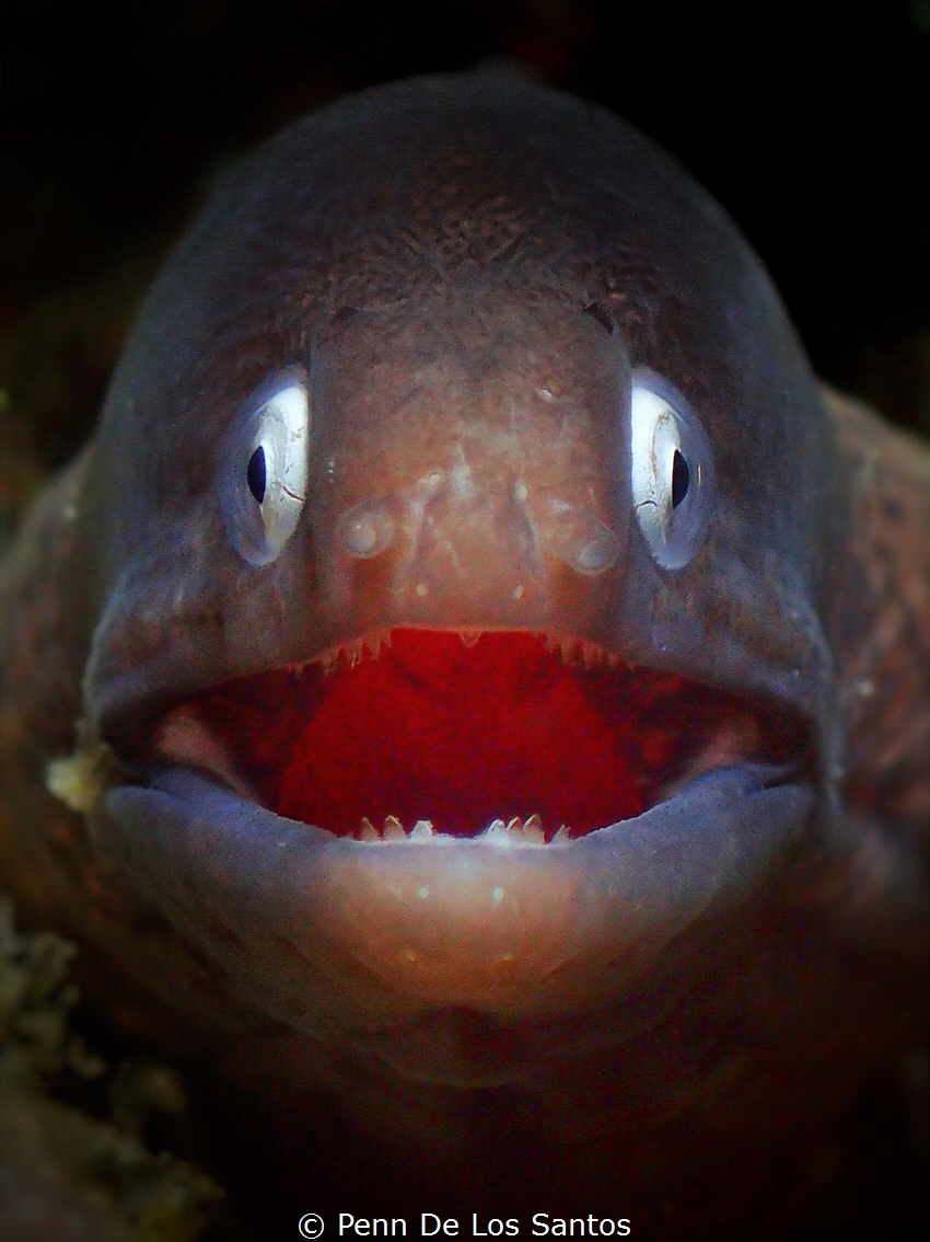 Smiley Eel. I carefully positioned myself in front of thi... by Penn De Los Santos 
