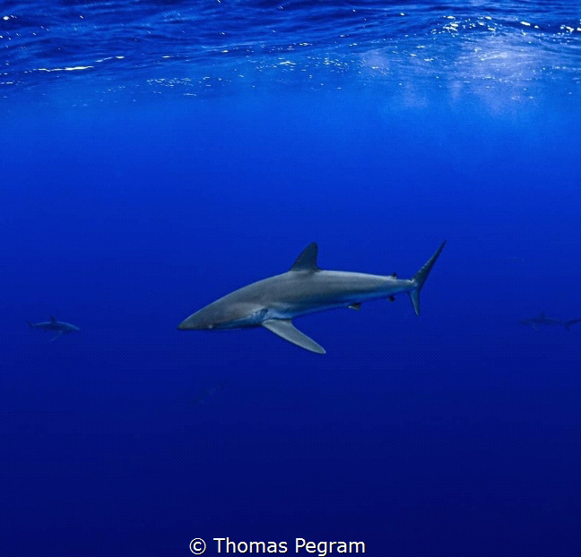 Silky shark cruising the deep blue sea, Niue. by Thomas Pegram 