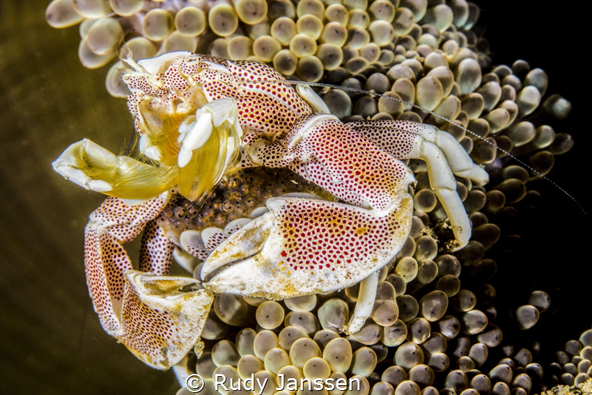 Porcelain crab with eggs by Rudy Janssen 