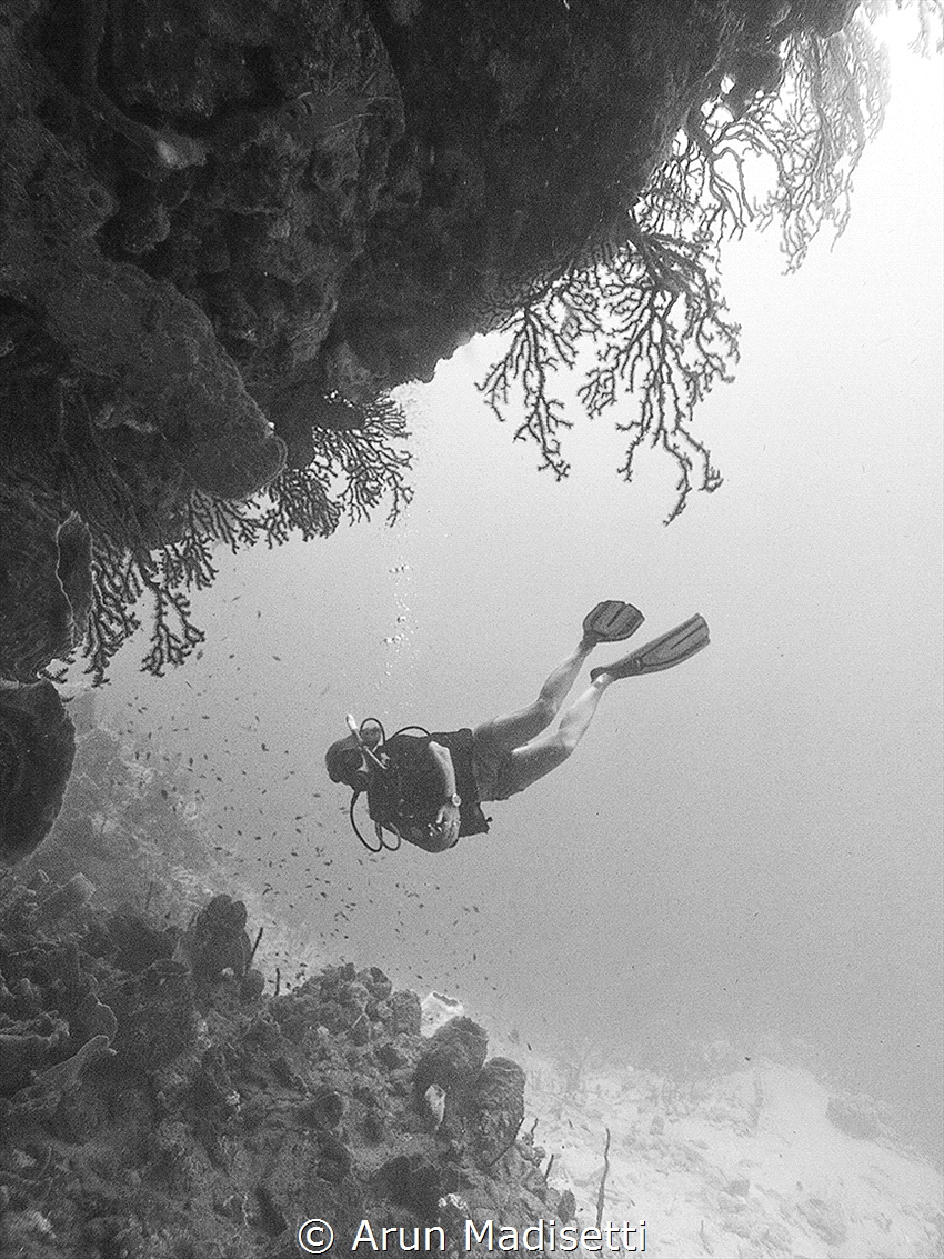 A diver enjoying the wall in the Soufriere Scotts Head Ma... by Arun Madisetti 