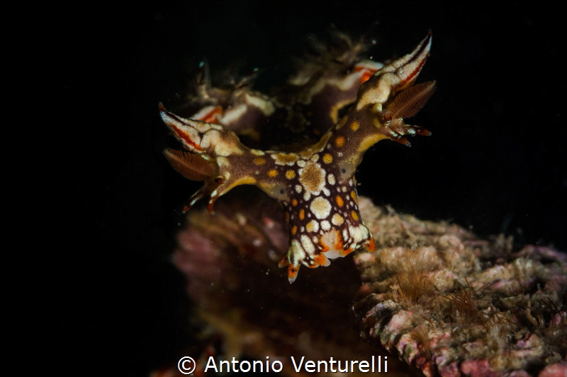 Snakey bornella nudibranch_March 2024
(Canon100,1/200,f1... by Antonio Venturelli 