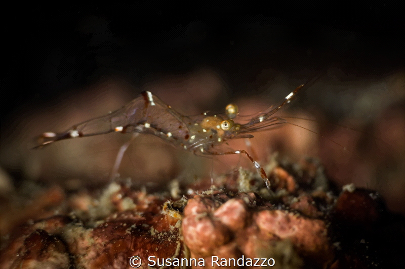 Ghost shrimp photographed during shallow diving near Have... by Susanna Randazzo 