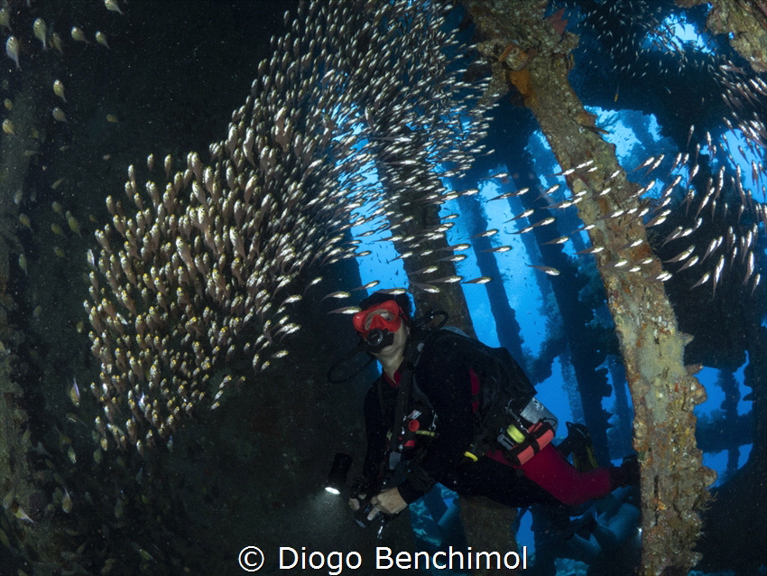 A diver watching a glass fish ballet inside a wreck by Diogo Benchimol 