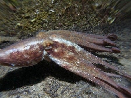 Octopus hunting.
This picture has been taken with an Oly... by Estelle Et Nicolas Pogrebniak 