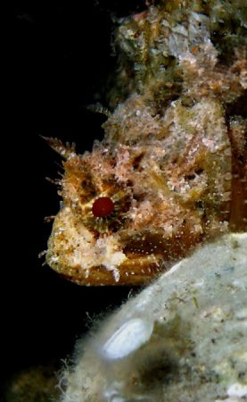 Scorpion fish taken with canon a95 by Bora Arda 