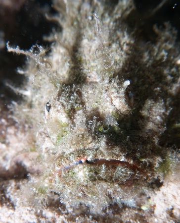 Scorpionfish, up close and personal, taken at Sharksbay w... by Nikki Van Veelen 