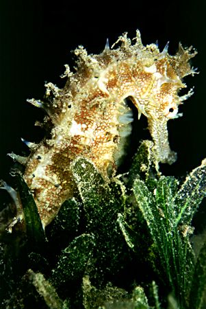 Seahorse taken with a sea & sea housed Nikon F50, 105mm w... by Paul Maddock 