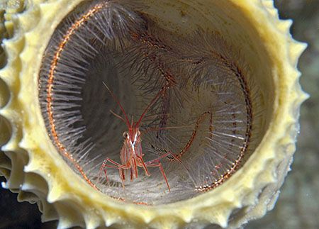 Three-in-one! A Peppermint Shrimp inside a Sponge Brittle... by Jim Chambers 
