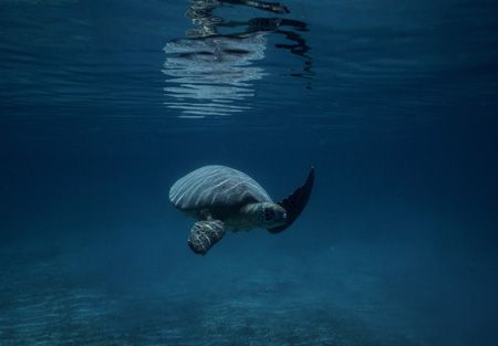 This turtle was taken using Nikonos V with 15mm lens with... by Alice Lee 