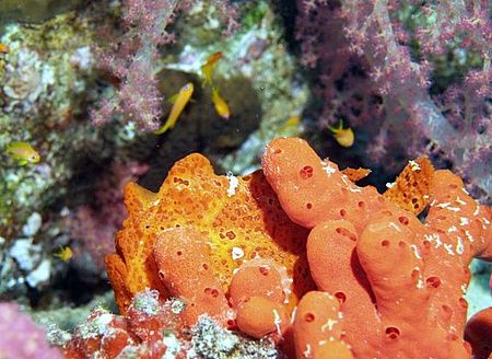 Frogfish with a colorful background (instead of the black... by Nikki Van Veelen 