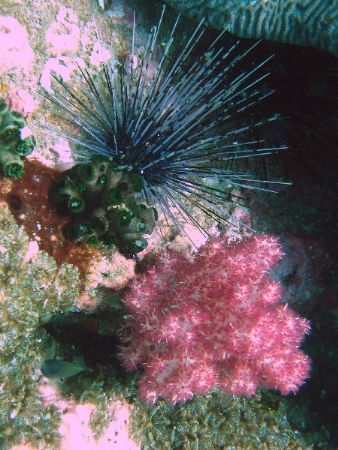 Soft Coral - Muscat / Daymaniyat islands September 2006 by David Johnson 