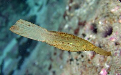 Leafy Ghostpipefish at Maya Bay, Phi Phi Islands. Everyon... by Tobias Reitmayr 
