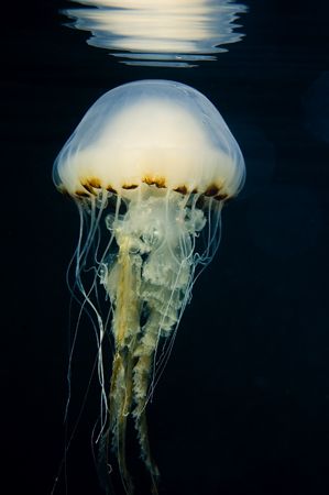 Compass Jellyfish, Trearddur bay, Anglesey. Nikon D70s, 6... by Paul Maddock 