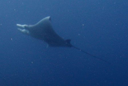 Manta Ray in the Turks & Caicos. by Sheryl Checkman 