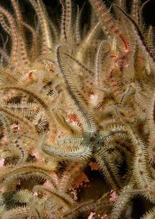 Brittle Stars, St Abbs, Oly C7070 by J Mark Webster 