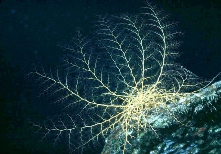 'BASKET STAR' Certainly one of our Coral Kindom's rather ... by Rick Tegeler 