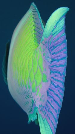 A slightly different view of a Parrot fish. D200,60mm. by Derek Haslam 