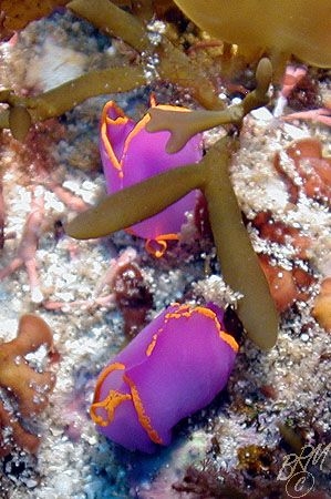 A couple of Batwing Slugs (Sagaminopteron ornamtum) from ... by Brian Mayes 