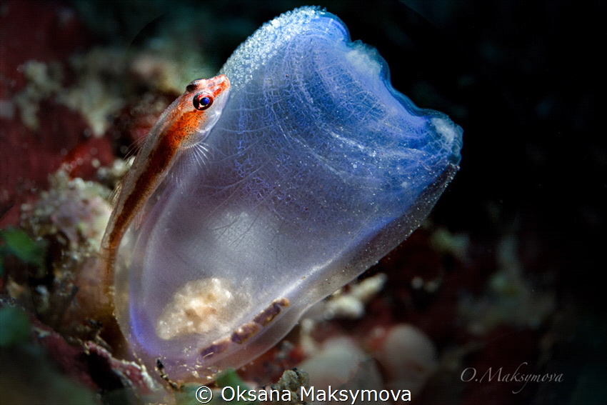 The Sea Squirt Shrimp (Dactylonia Ascidicola) lives in th... by Oksana Maksymova 