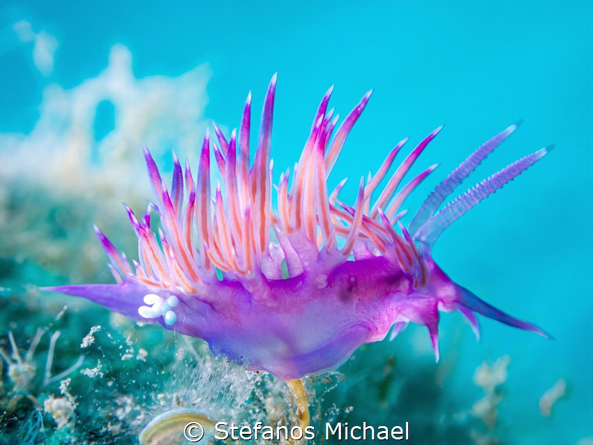 Aeolid Nudibranch - Flabellina affinis with some parasite... by Stefanos Michael 