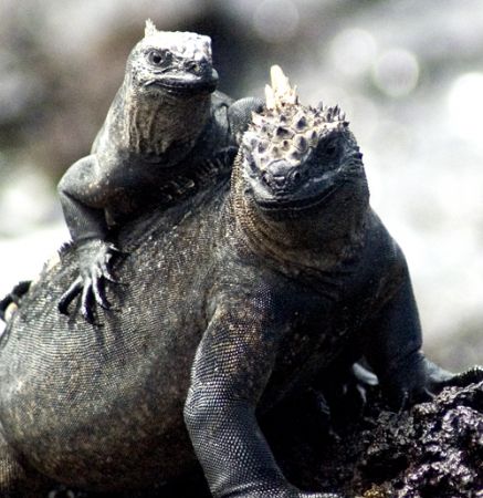 Marine Iguanas. Galapagos, 2005. by Chris Wildblood 