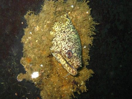 Moray in the porthole of the Munassir wreck / Muscat by David Johnson 