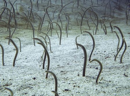 Garden Eels, there were literally thousands of them! by Alex Lim 