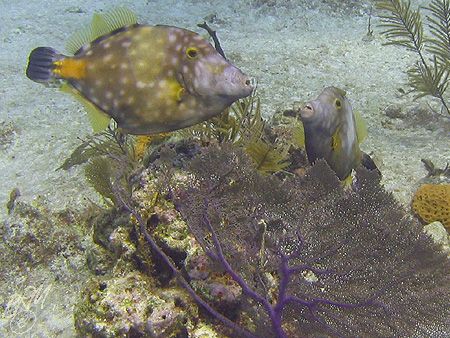 A couple of Whitespotted Filefish in natural light. Canon... by Brian Mayes 