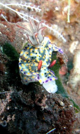 Hypselodoris Obscura by Siew Ling Chang 
