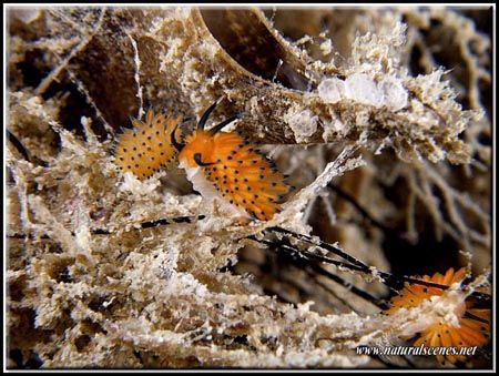 Three little orange nudis; the center character look like... by Yves Antoniazzo 