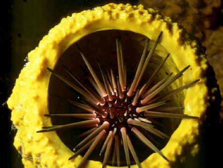 'Gun Barrel' Urchin in Tube sponge. Cozumel, Mexico. Hous... by Rick Tegeler 