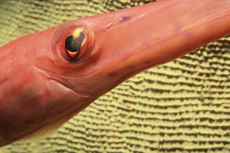 Have you ever seen a Trumpet Fish so close up? It was a l... by Alice Lee 