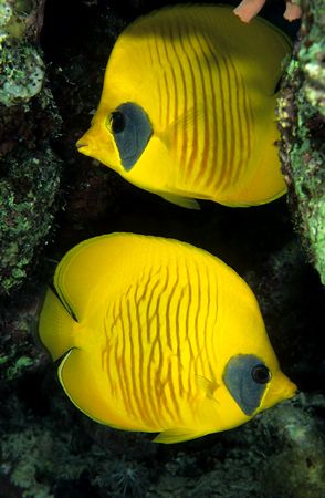 Masked butterfly fish.One for Mrs C.
F50,20mm. by Derek Haslam 