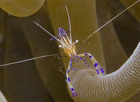 Pederson Cleaner Shrimp emerging from an anenome. by Dr Evil 