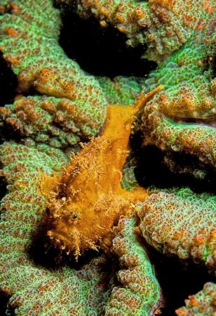 Hairy Frogfish on fluorescing corals.
D2x, 60mm by Rand Mcmeins 