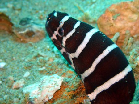 This Zebra Moray poked his head out, to see what part of ... by Ash Pickering 