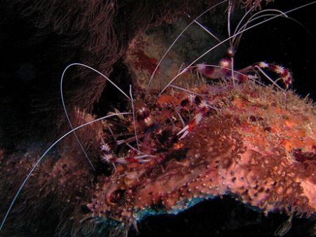 Banded coral shrimp, Curacao. Sea and sea DX5000. by David Heidemann 