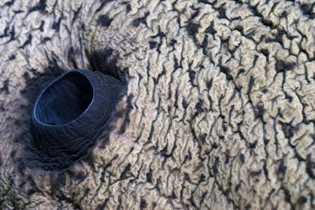 Giant morays gill vent. D200,60mm. by Derek Haslam 
